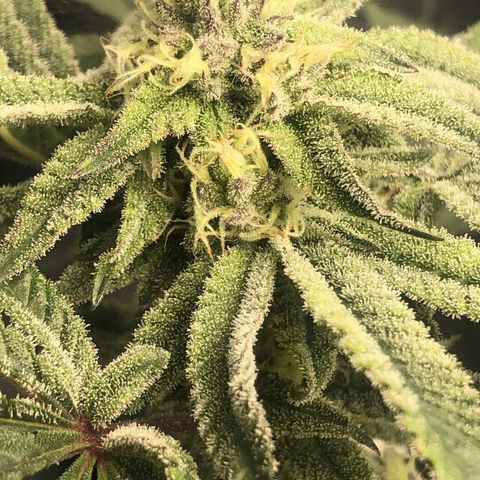 Strawberry Lemonade  #1 growlog timeline photo