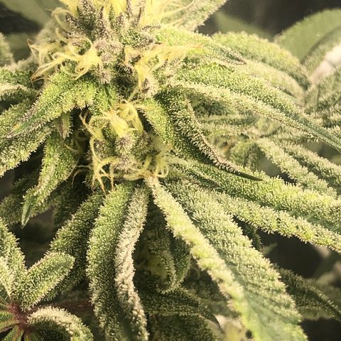 Strawberry Lemonade  #1 growlog timeline photo