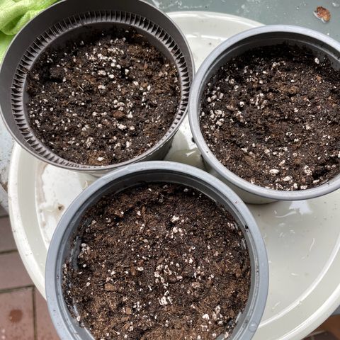 Special Queen #1 growlog photo: 3 Samen in Wasser gekeimt.
Je 1 in Anzuchttopf.