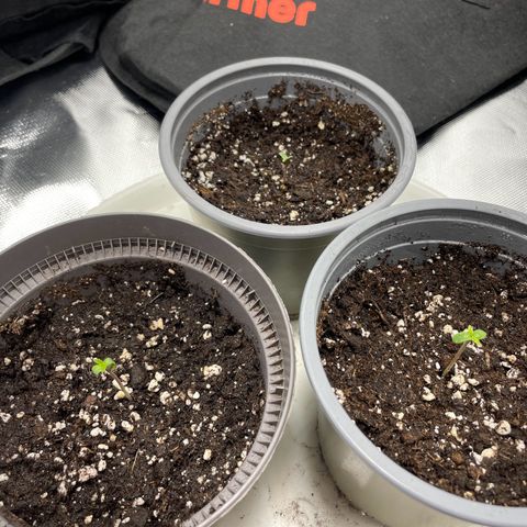 Special Queen #1 growlog timeline photo