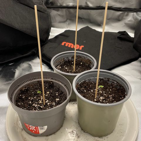 Special Queen #1 growlog timeline photo