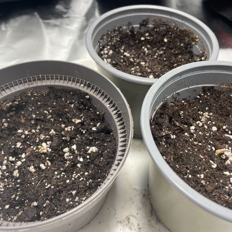 Special Queen #1 growlog timeline photo