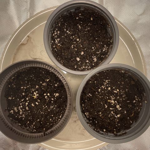 Special Queen #1 growlog timeline photo