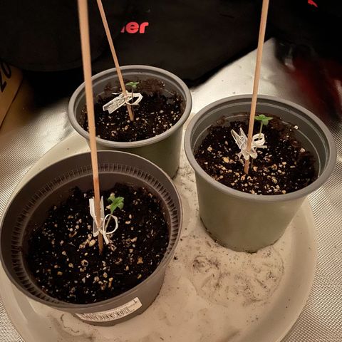 Special Queen #1 growlog timeline photo