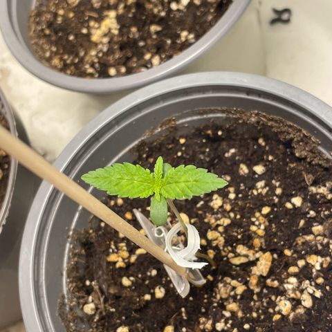 Special Queen #1 growlog timeline photo