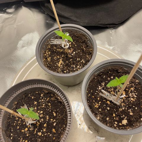 Special Queen #1 growlog timeline photo