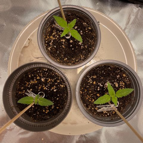 Special Queen #1 growlog timeline photo