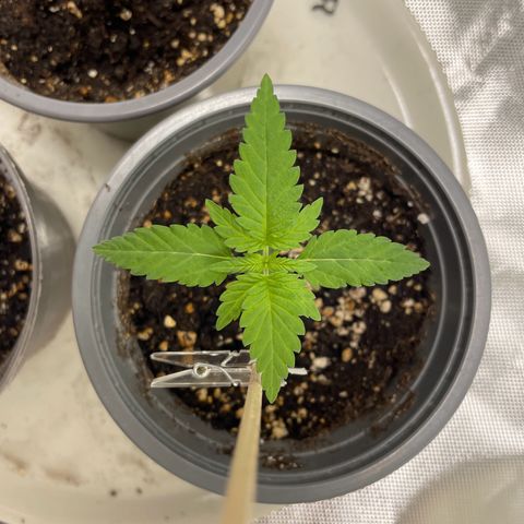 Special Queen #1 growlog timeline photo