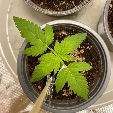 Special Queen #1 growlog timeline photo