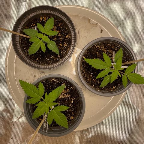 Special Queen #1 growlog timeline photo