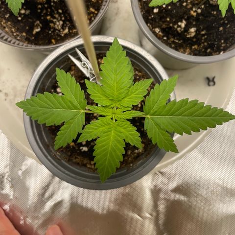 Special Queen #1 growlog timeline photo