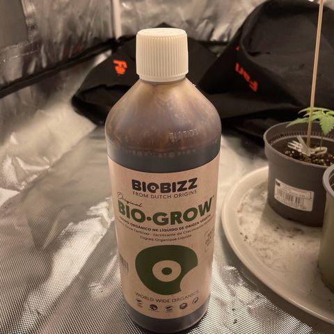 Special Queen #1 growlog timeline photo