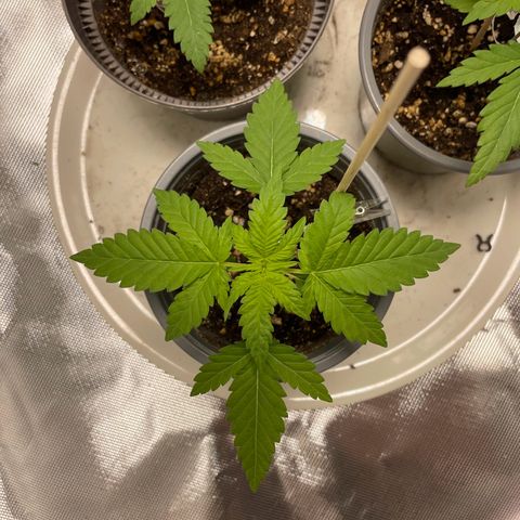 Special Queen #1 growlog timeline photo