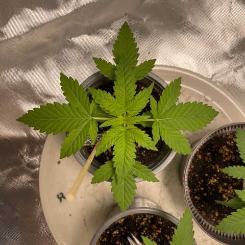 Special Queen #1 growlog timeline photo