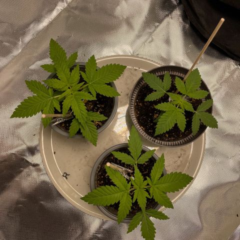 Special Queen #1 growlog timeline photo