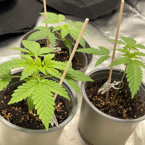 Special Queen #1 growlog timeline photo