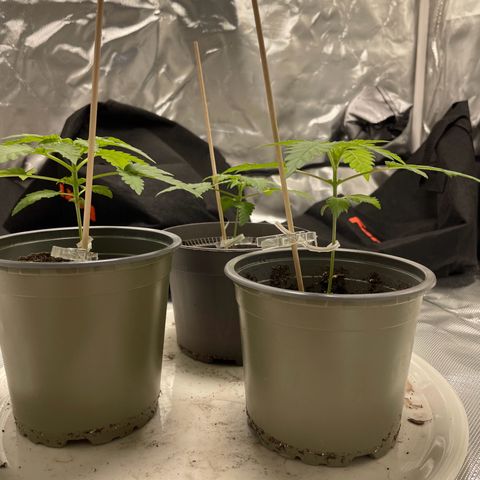 Special Queen #1 growlog timeline photo