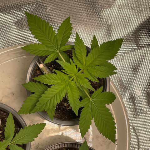 Special Queen #1 growlog timeline photo