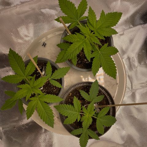 Special Queen #1 growlog timeline photo