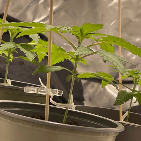 Special Queen #1 growlog timeline photo