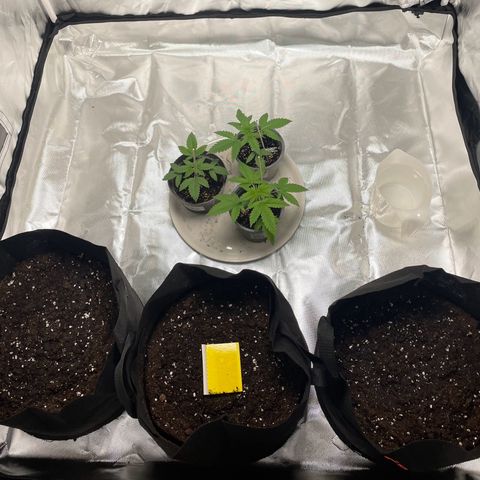 Special Queen #1 growlog photo: Vorbereitung zum Umtopfen