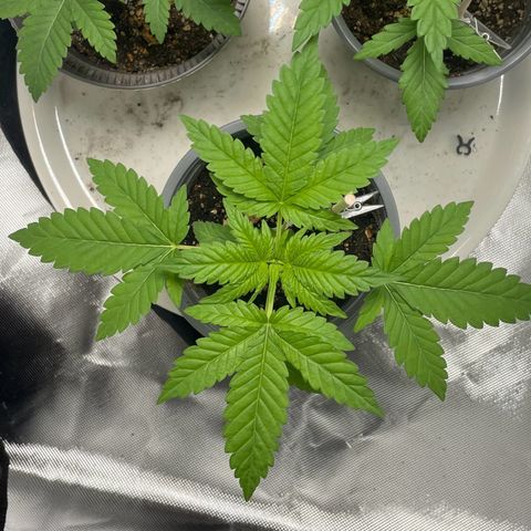 Special Queen #1 growlog timeline photo