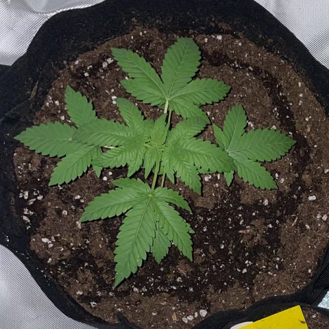 Special Queen #1 growlog timeline photo