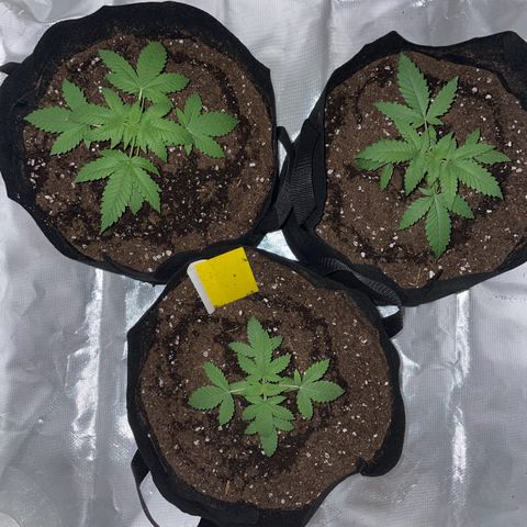 Special Queen #1 growlog photo: Umgetopft