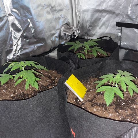 Special Queen #1 growlog photo: Umgetopft