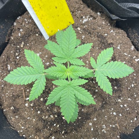 Special Queen #1 growlog timeline photo