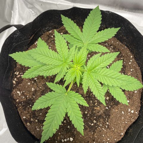 Special Queen #1 growlog timeline photo