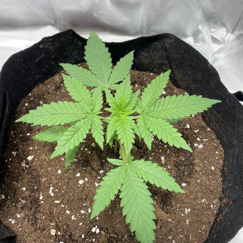 Special Queen #1 growlog timeline photo