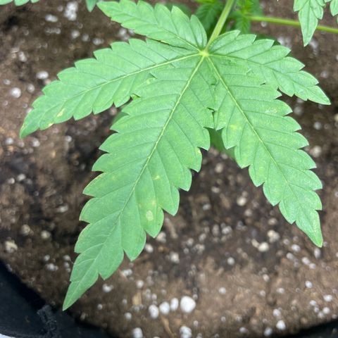 Special Queen #1 growlog timeline photo