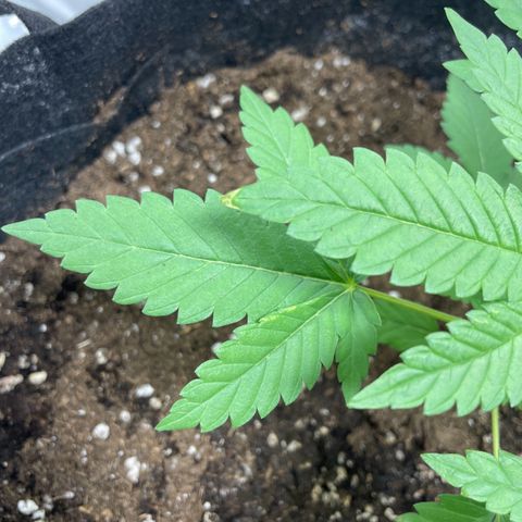 Special Queen #1 growlog timeline photo
