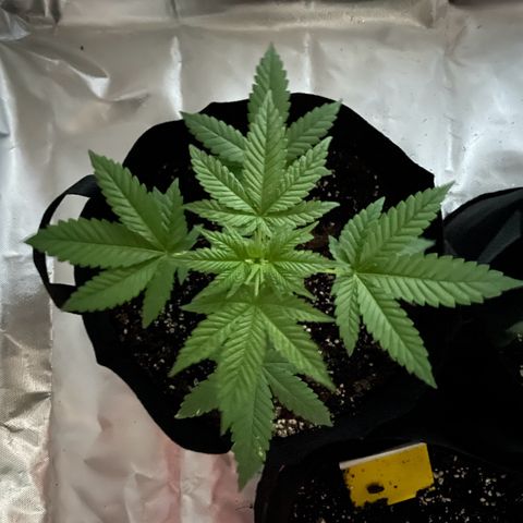 Special Queen #1 growlog timeline photo