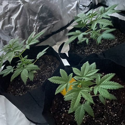 Special Queen #1 growlog timeline photo