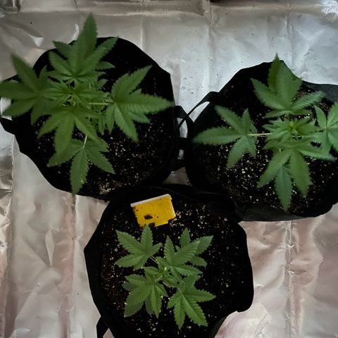 Special Queen #1 growlog timeline photo