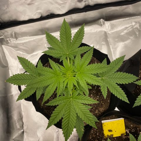 Special Queen #1 growlog timeline photo