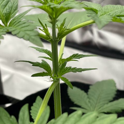 Special Queen #1 growlog timeline photo