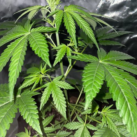 Special Queen #1 growlog timeline photo