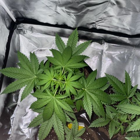 Special Queen #1 growlog timeline photo