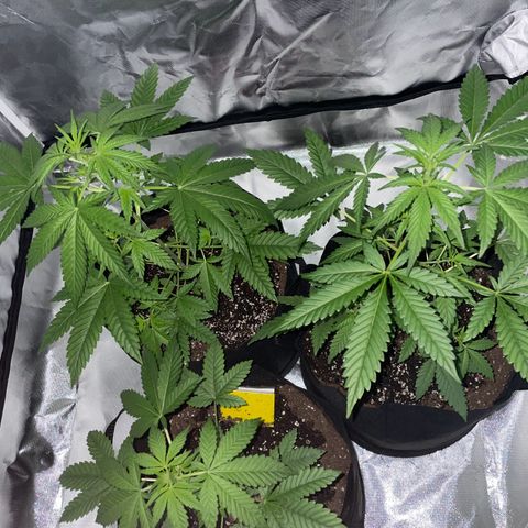 Special Queen #1 growlog timeline photo