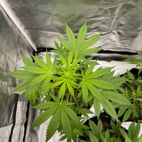 Special Queen #1 growlog timeline photo