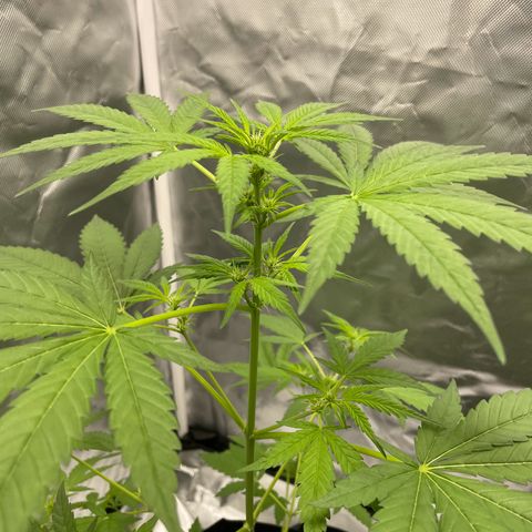 Special Queen #1 growlog timeline photo