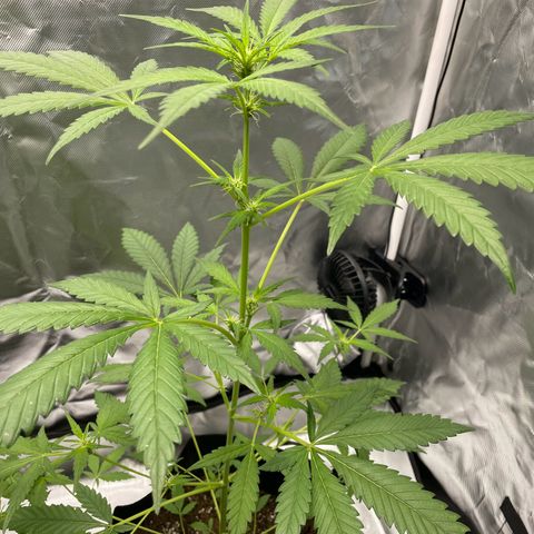 Special Queen #1 growlog timeline photo