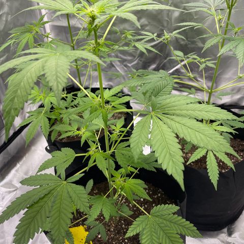 Special Queen #1 growlog timeline photo