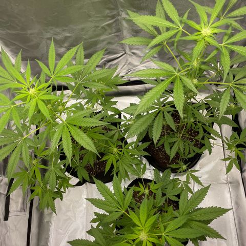 Special Queen #1 growlog timeline photo