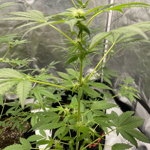 Special Queen #1 growlog timeline photo