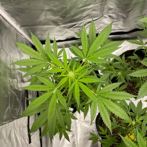 Special Queen #1 growlog timeline photo