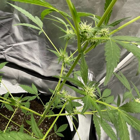 Special Queen #1 growlog timeline photo